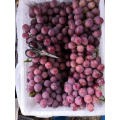 new season high quality red globe grapes